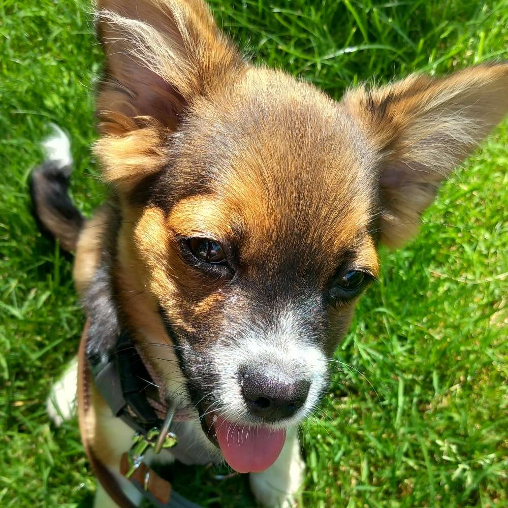Hundetreffen-Welpen/Junghundetreffen-Profilbild
