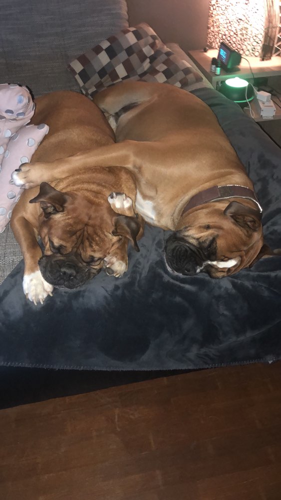 Hundetreffen-Bordeaux Boxer-Profilbild