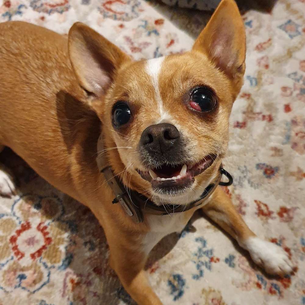 Hundetreffen-Gassi Freunde Mühldorf Nord-Profilbild