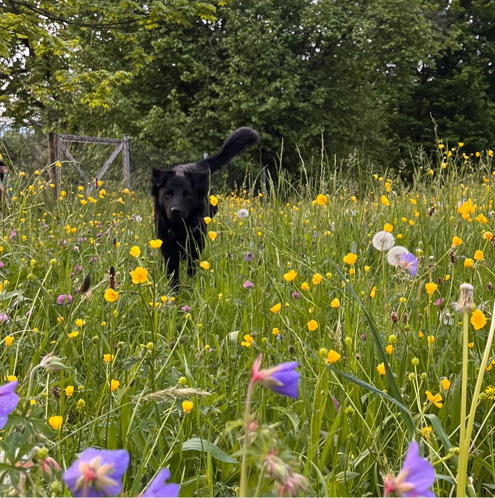 Hundetreffen-Play date-Profilbild