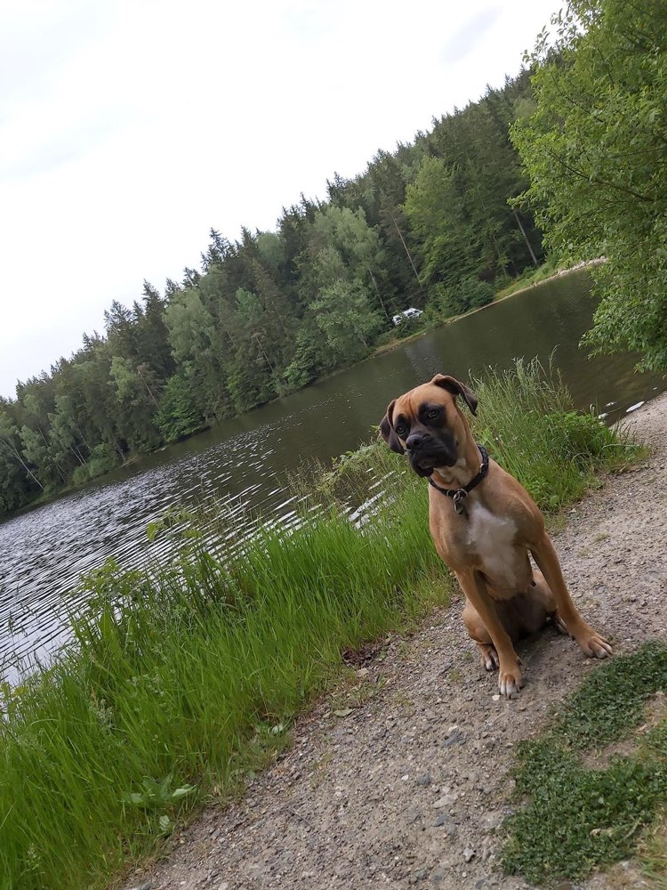 Hundetreffen-Spielpartner gesucht-Profilbild