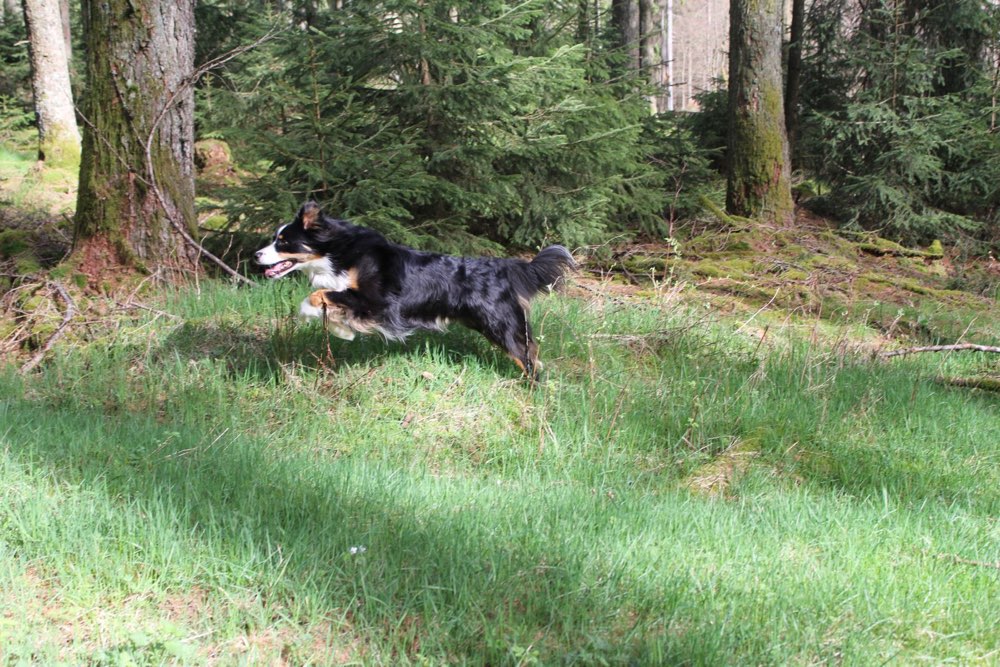 Hundetreffen-Hundbegegnung zum Üben-Profilbild