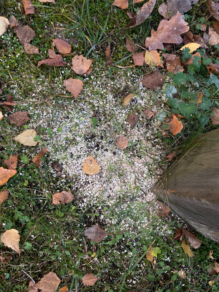 Giftköder-Möglicher Giftköder-Profilbild