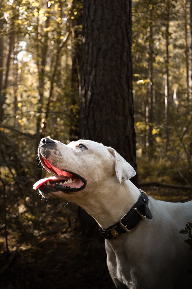 Hundetreffen-Hund gesucht! 🐶🐾Fotoshooting auf Tauschbasis❗️-Profilbild