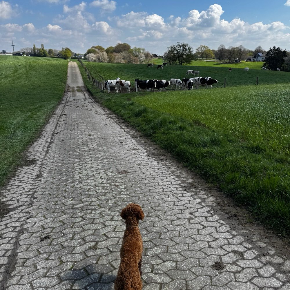 Hundetreffen-Junghund treffen mit voller Energie-Profilbild