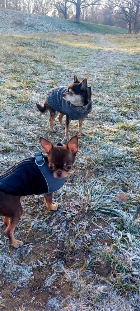 Hundetreffen-Chihuahua und Kleintier treffen-Profilbild