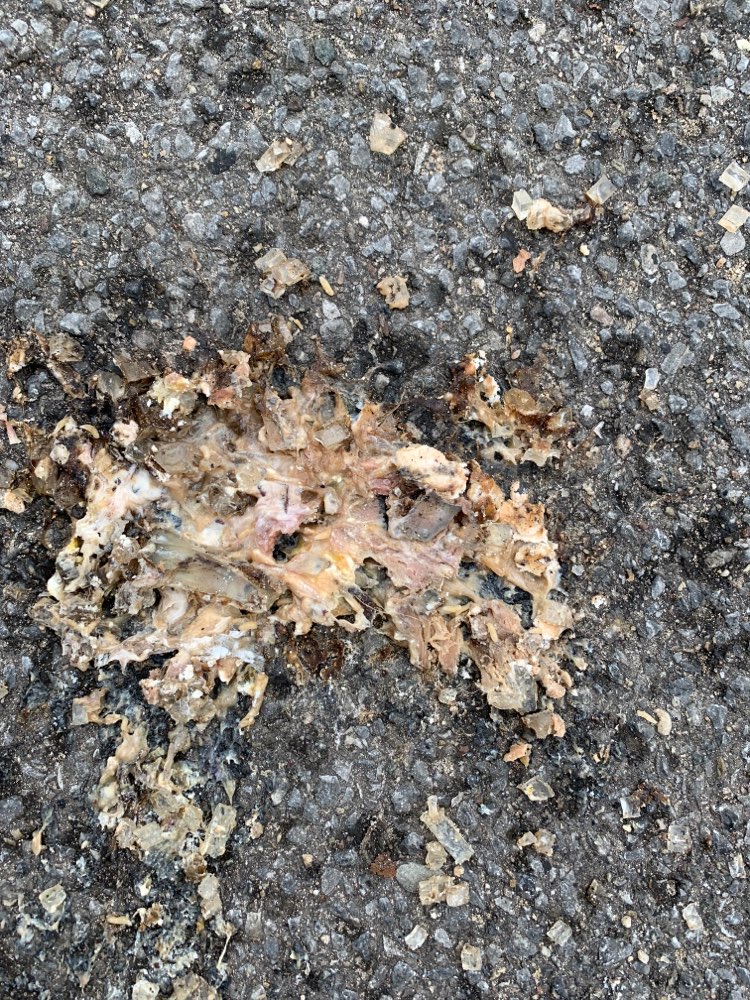 Giftköder-Giftköder-Profilbild