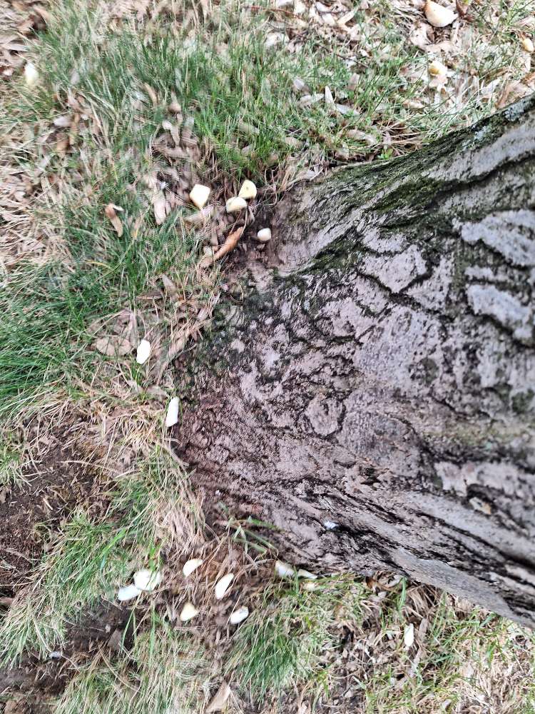 Giftköder-Knoblauchzehen-Profilbild