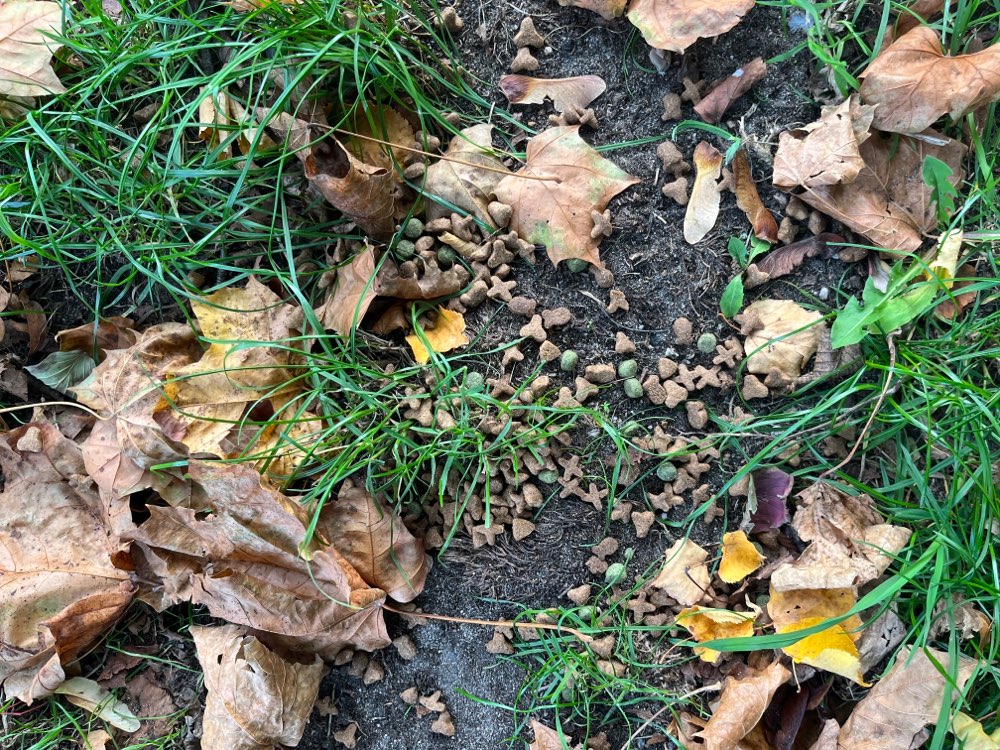 Giftköder-Giftköder, Rattengift in Futter-Profilbild