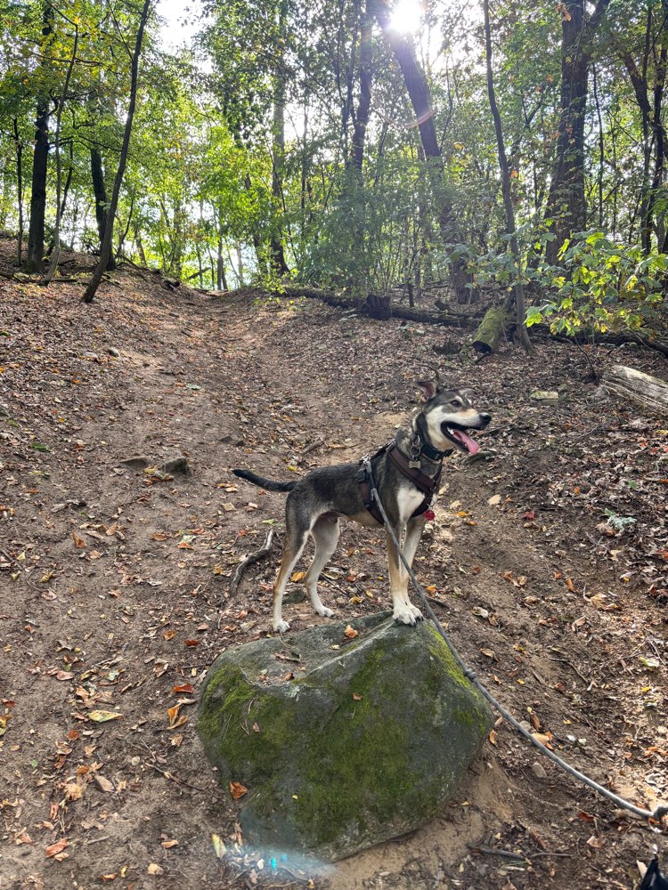 Hundetreffen-Spiel- und Gassi Freundschaften gesucht-Profilbild