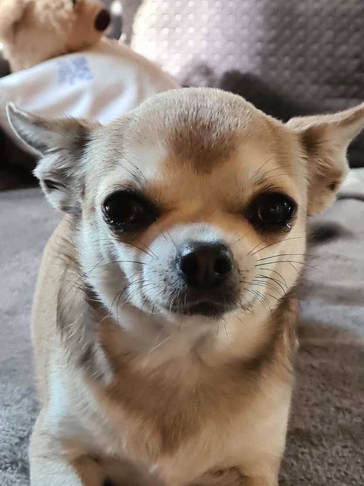 Hundetreffen-Zum Spielen und Gassi gehen-Profilbild