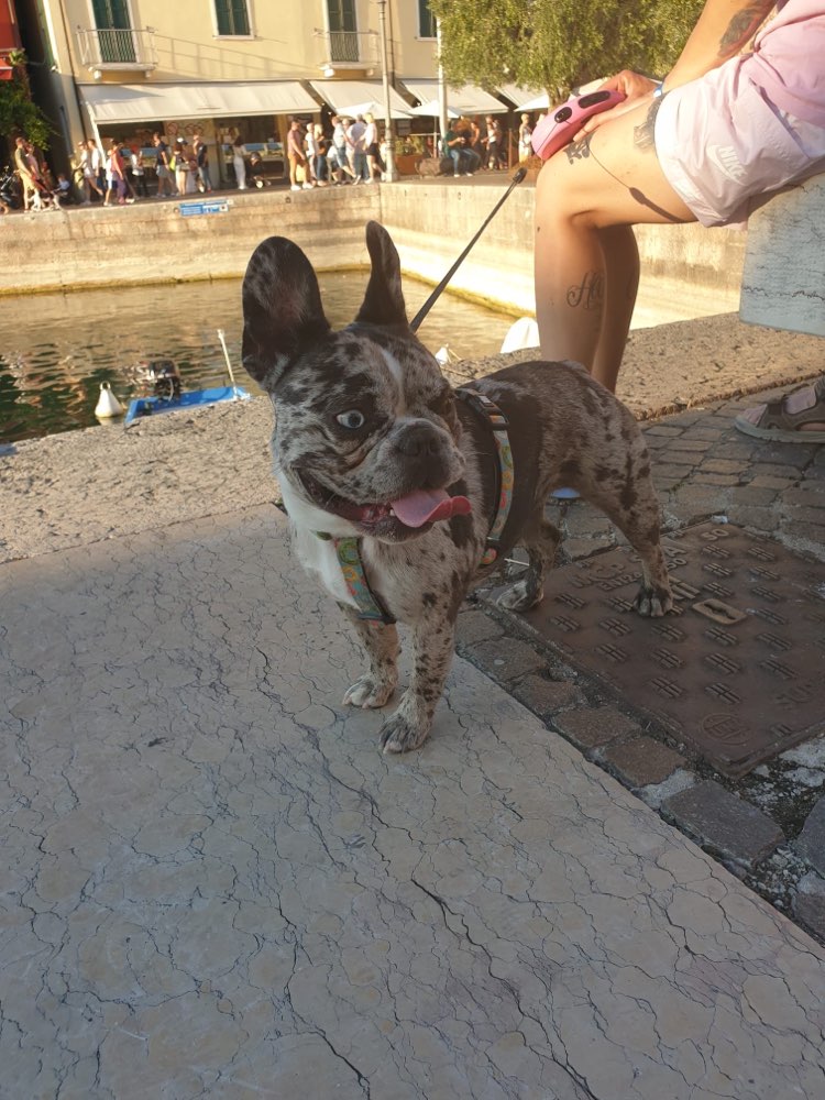 Hundetreffen-Gassirunde/Spielrunde-Profilbild