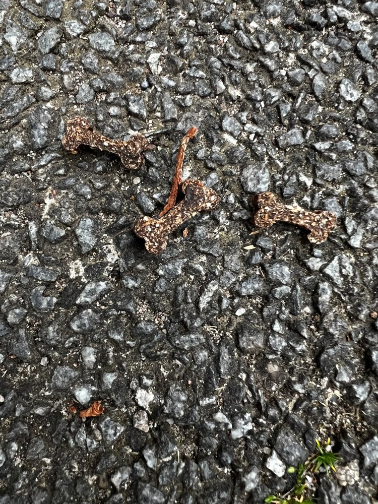 Giftköder-Leckerli mit weißen Punkten-Profilbild