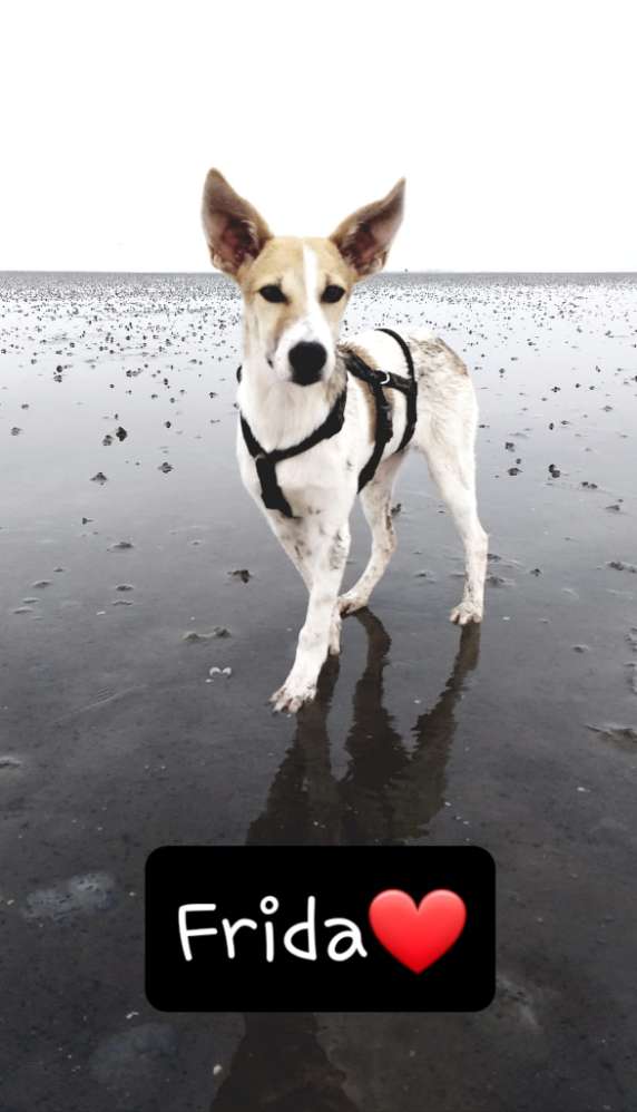 Hundetreffen-Frida und neue Freunde-Profilbild