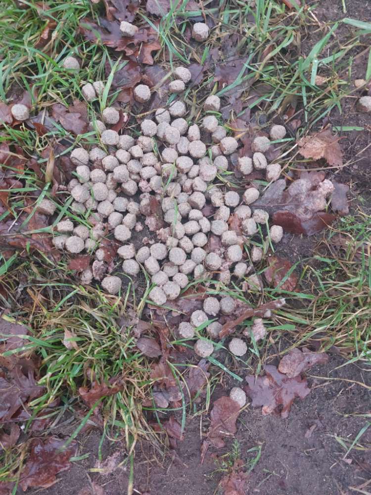 Giftköder-Evtl. Giftköder-Profilbild