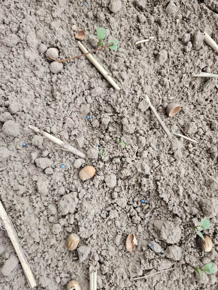 Giftköder-Blaukorn-Profilbild