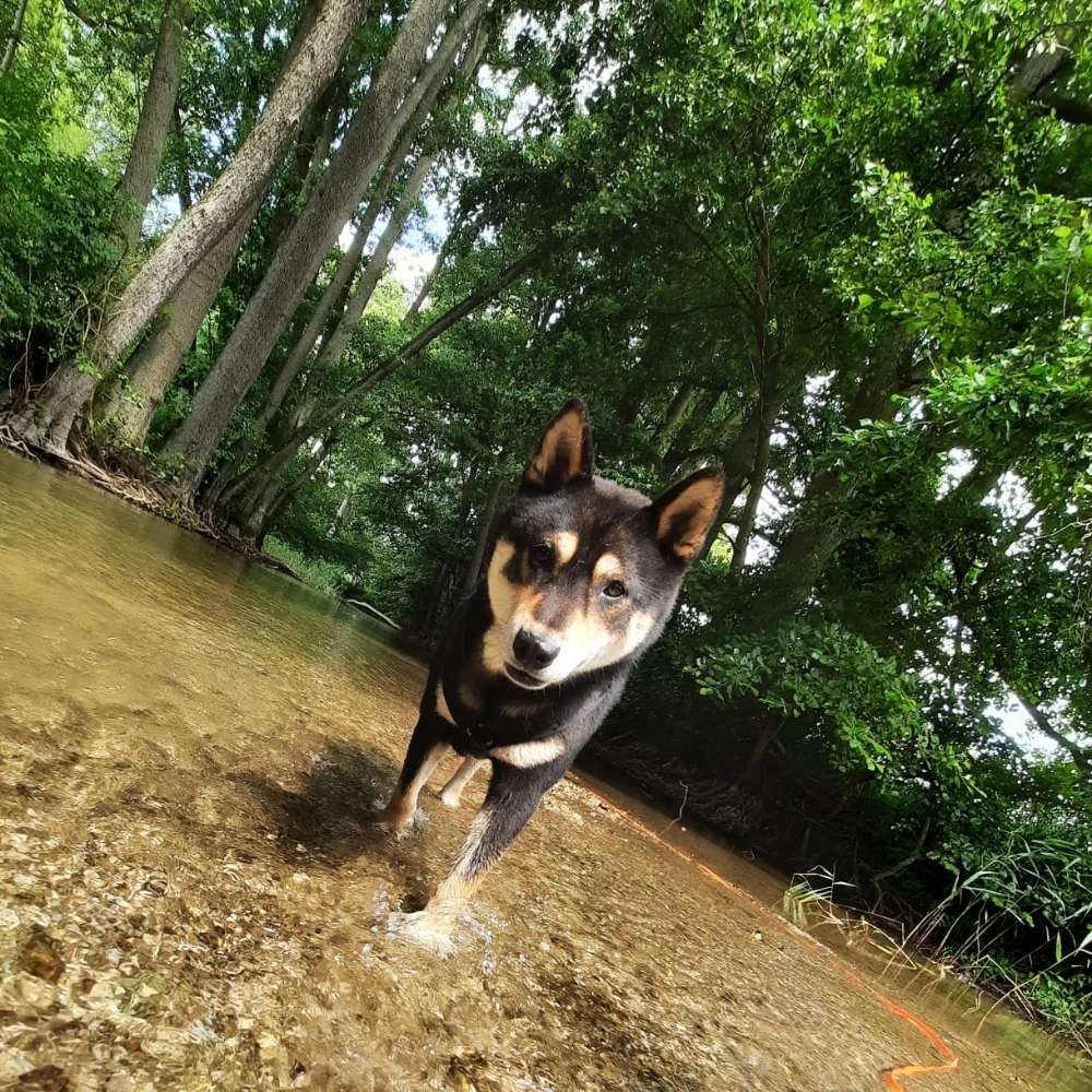 Hundetreffen-Hundefreunde gesucht-Profilbild