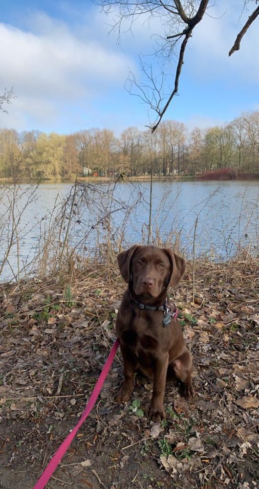 Hundetreffen-Hund zum Spielen und gemeinsamen spazieren gesucht-Profilbild