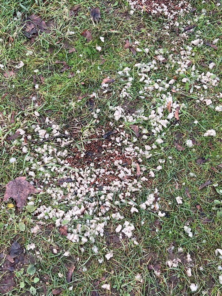 Giftköder-Möglicher Giftköder-Profilbild