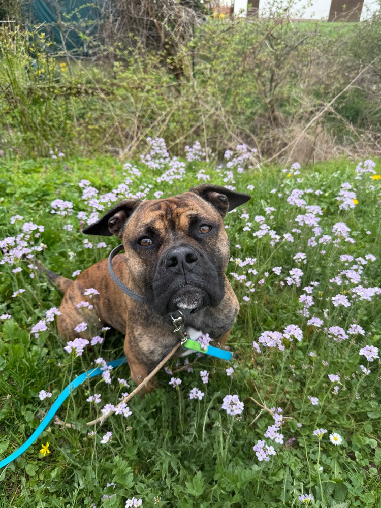Hundetreffen-Training-Profilbild