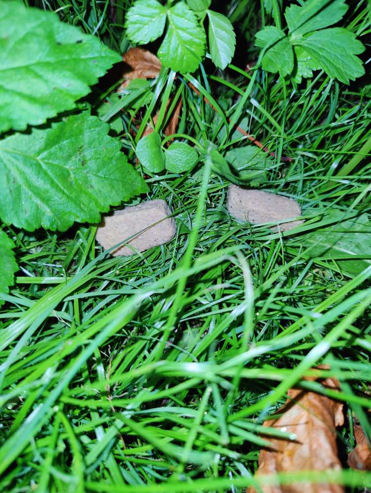 Giftköder-Evtl. Giftköder-Profilbild