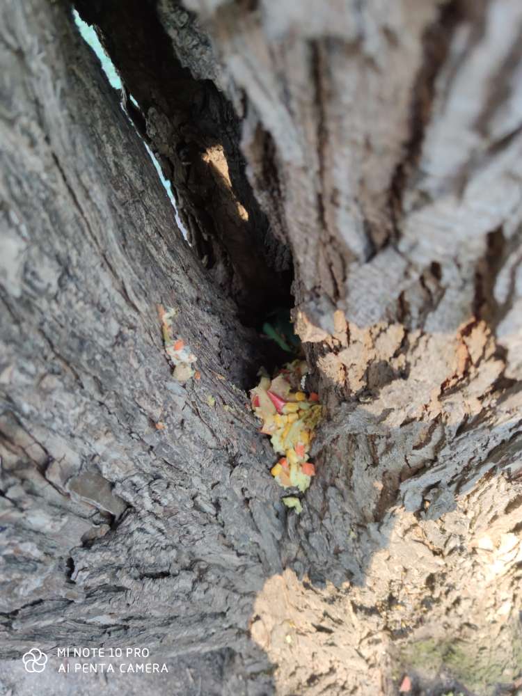 Giftköder-Esssnsreste/Giftköder-Profilbild