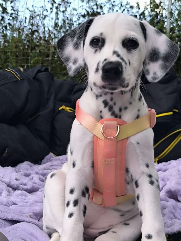 Hundetreffen-Welpentreffen-Profilbild