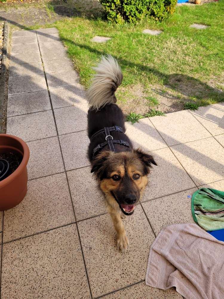 Hundetreffen-Entspannte Gassirunden-Profilbild