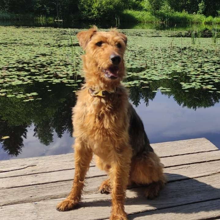 Hundetreffen-Hundefreunde 🐕 Gassirunde-Profilbild