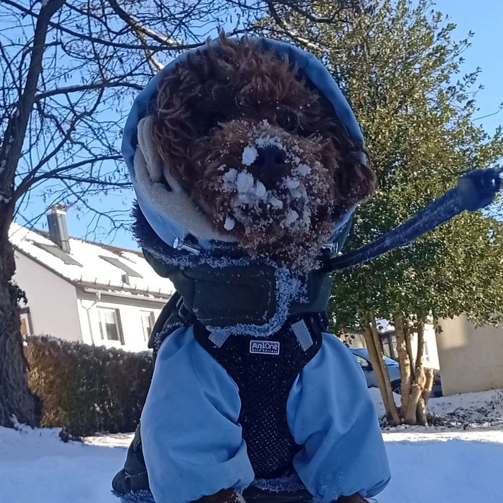 Hundetreffen-Hallo zusammen. Wir würden uns sehr freuen wenn es jemanden gibt in Villingen oder in der nähe-Profilbild