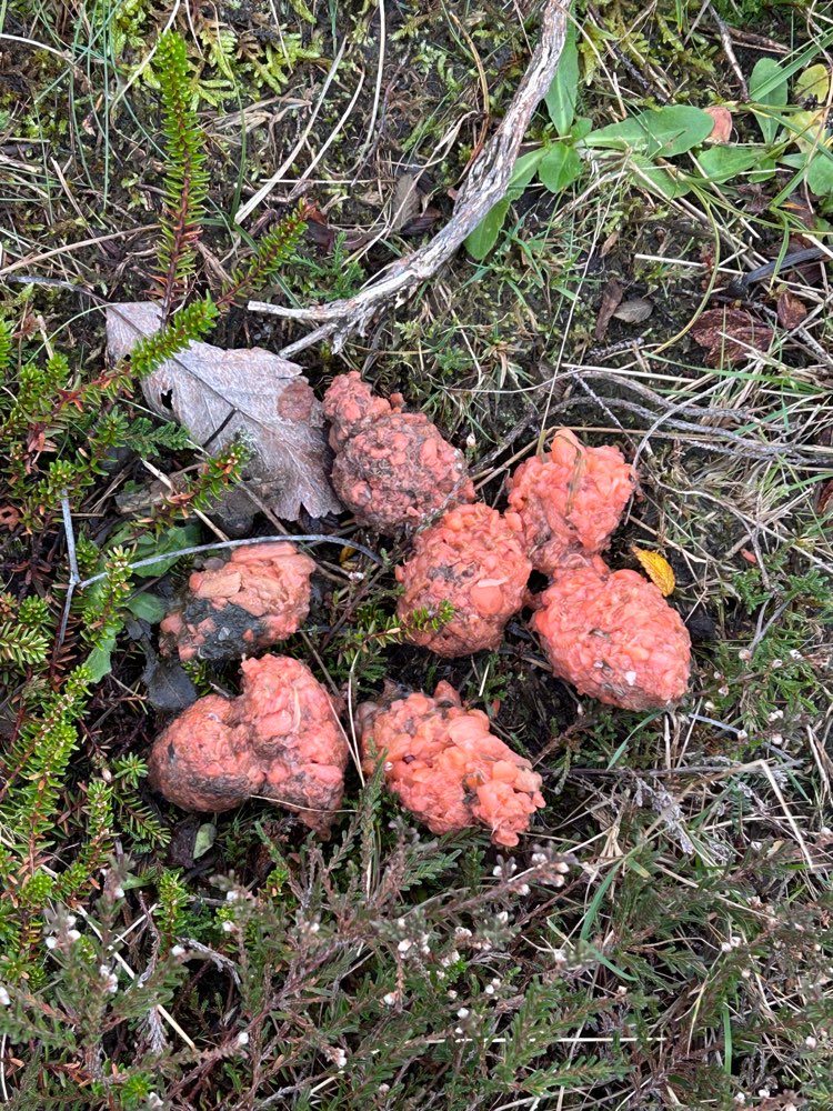 Giftköder-Ggf Giftköder in der Braderuper Heide-Profilbild
