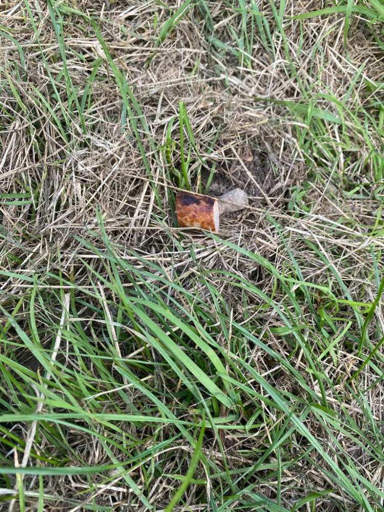 Giftköder-Giftköder-Profilbild