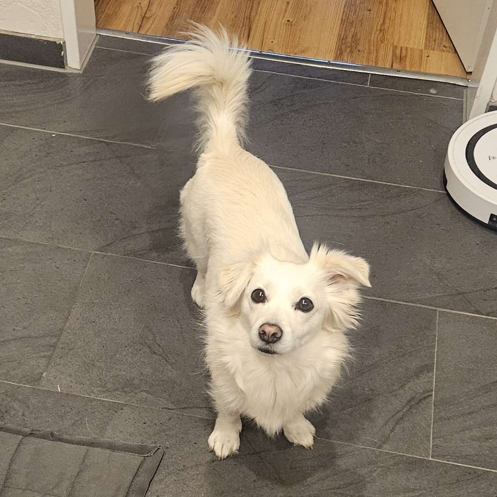 Hundetreffen-Freundliches Gassi gehen-Profilbild