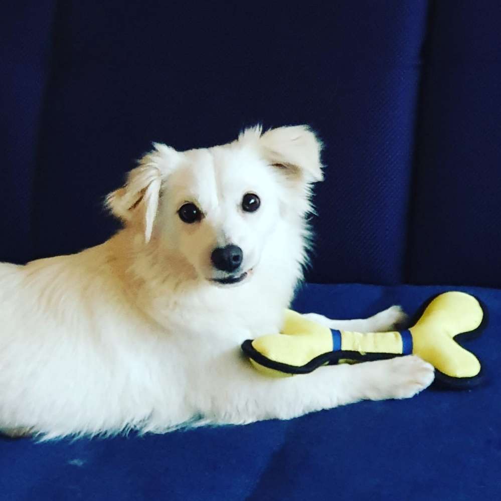 Hundetreffen-Junghunde Treff-Profilbild