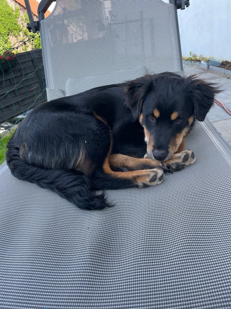 Hundetreffen-Gemeinsamens Gassigehen-Profilbild