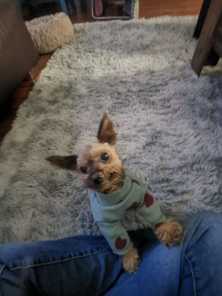 Hundetreffen-Außenmühle Harburg, man könnte sich da gern an und an mal treffen und da auch Kaffee trinken gehen-Profilbild