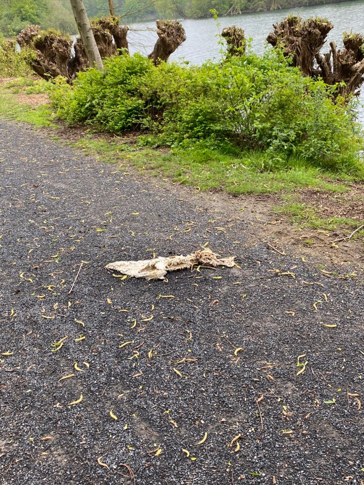 Giftköder-Totes Tier Üttelsheimer See-Profilbild