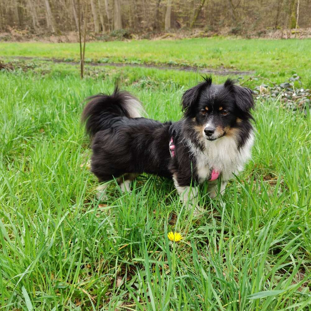 Hundetreffen-Milly sucht im Odenwald Gassi/Spielpartner-Profilbild
