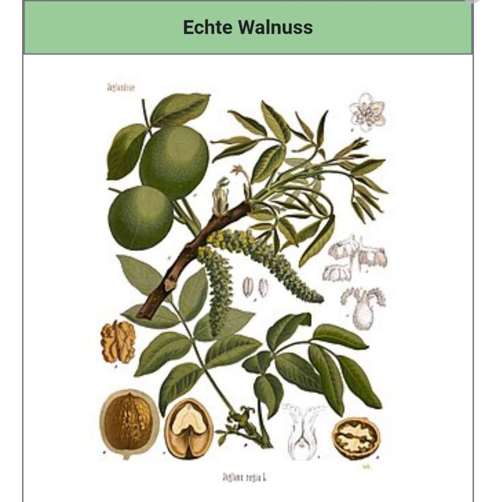 Giftköder-Gift und eine Hündin vergiftet-Profilbild