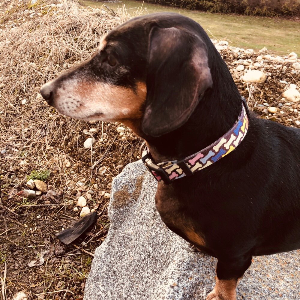 Hundetreffen-Gassi Freunde gesucht-Profilbild