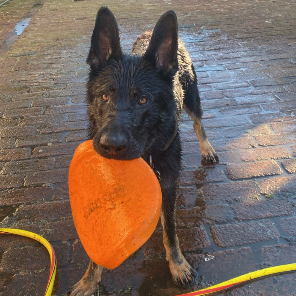Hundetreffen-Spaziergang oder Spielrunde in Oeynhausen und Umgebung-Profilbild