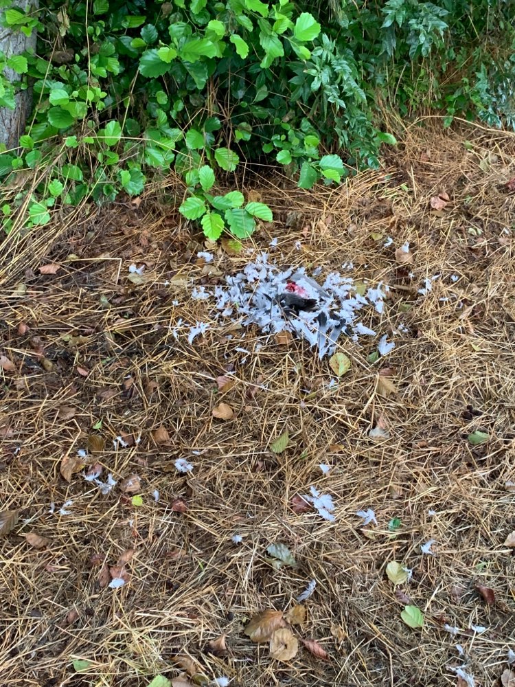 Giftköder-Gerissene Taube-Profilbild