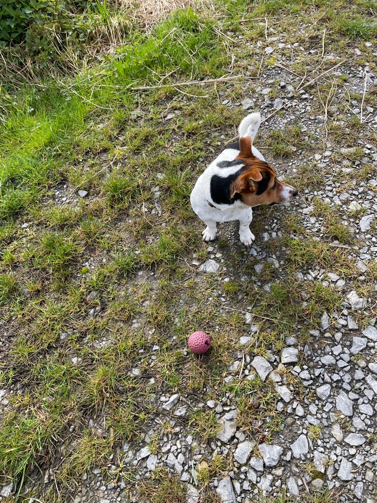 Hundetreffen-Spielfreunde-Profilbild