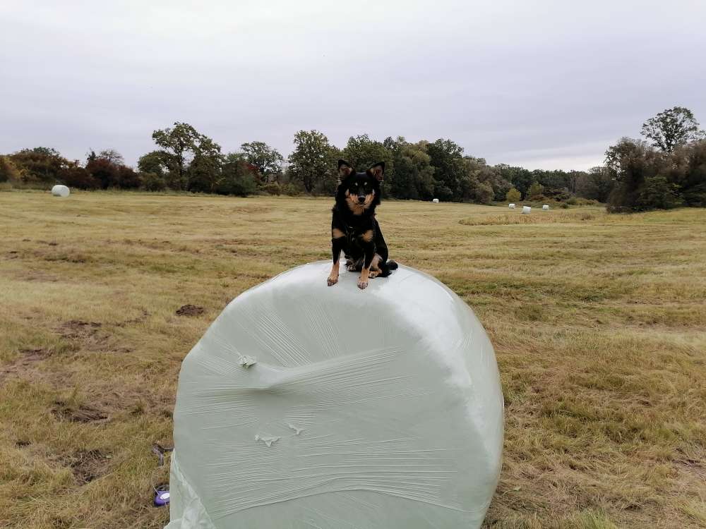 Hundetreffen-Spielrunde-Profilbild