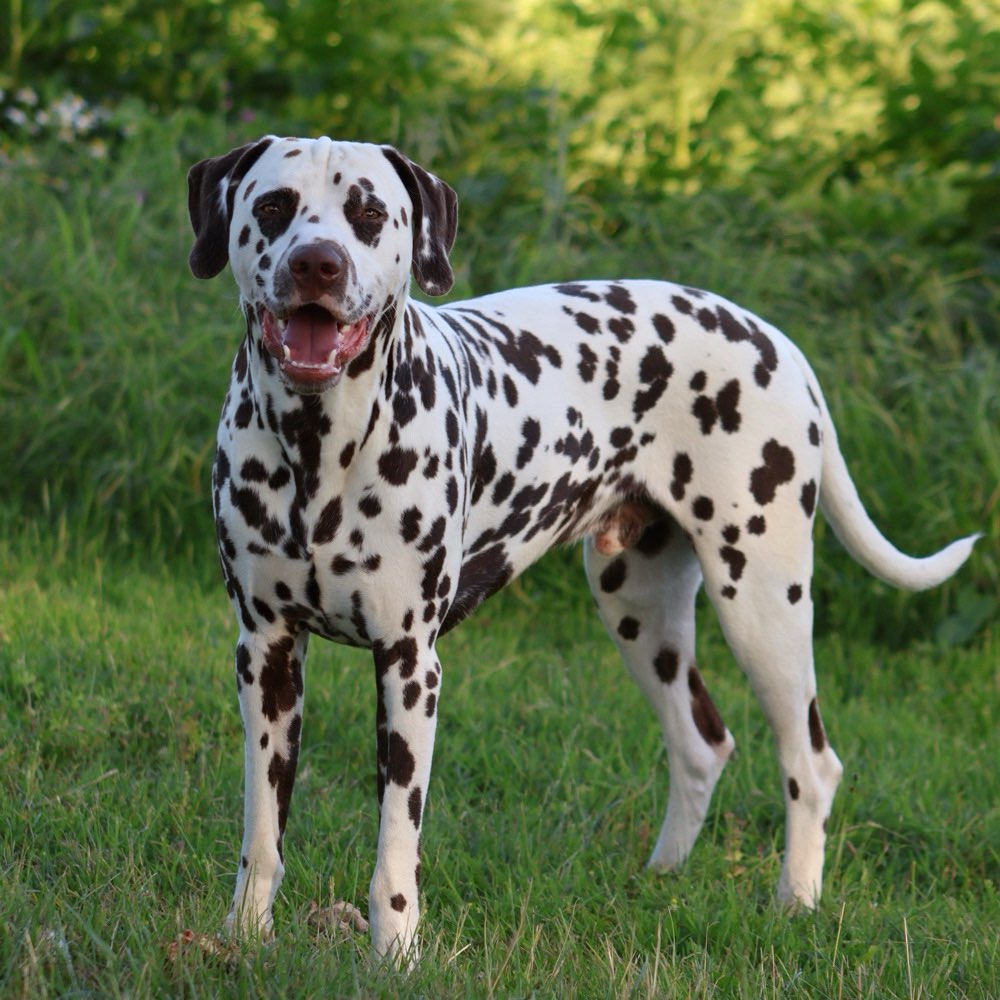 Hundetreffen-Spieletreff oder Gassirunde-Profilbild