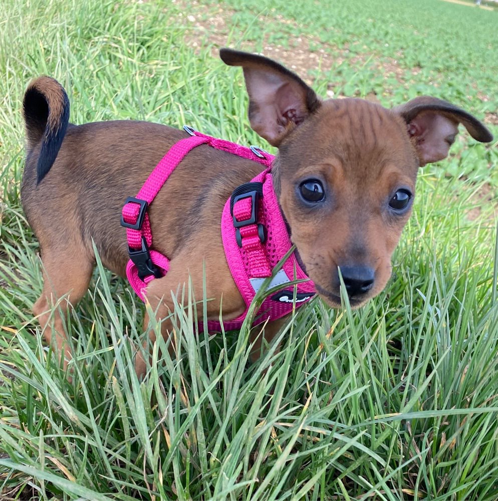 Hundetreffen-Welpenrunde-Profilbild