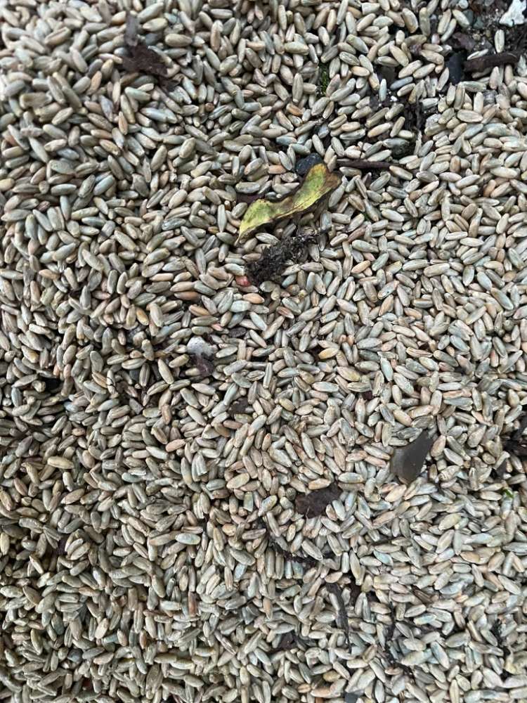 Giftköder-Weizen an der Slipstelle Trammer See-Profilbild