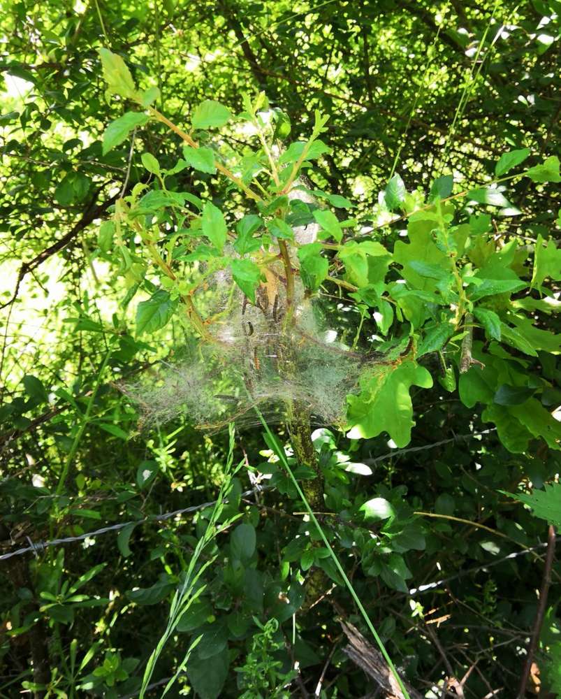 Giftköder-Prozessionsspinner-Profilbild