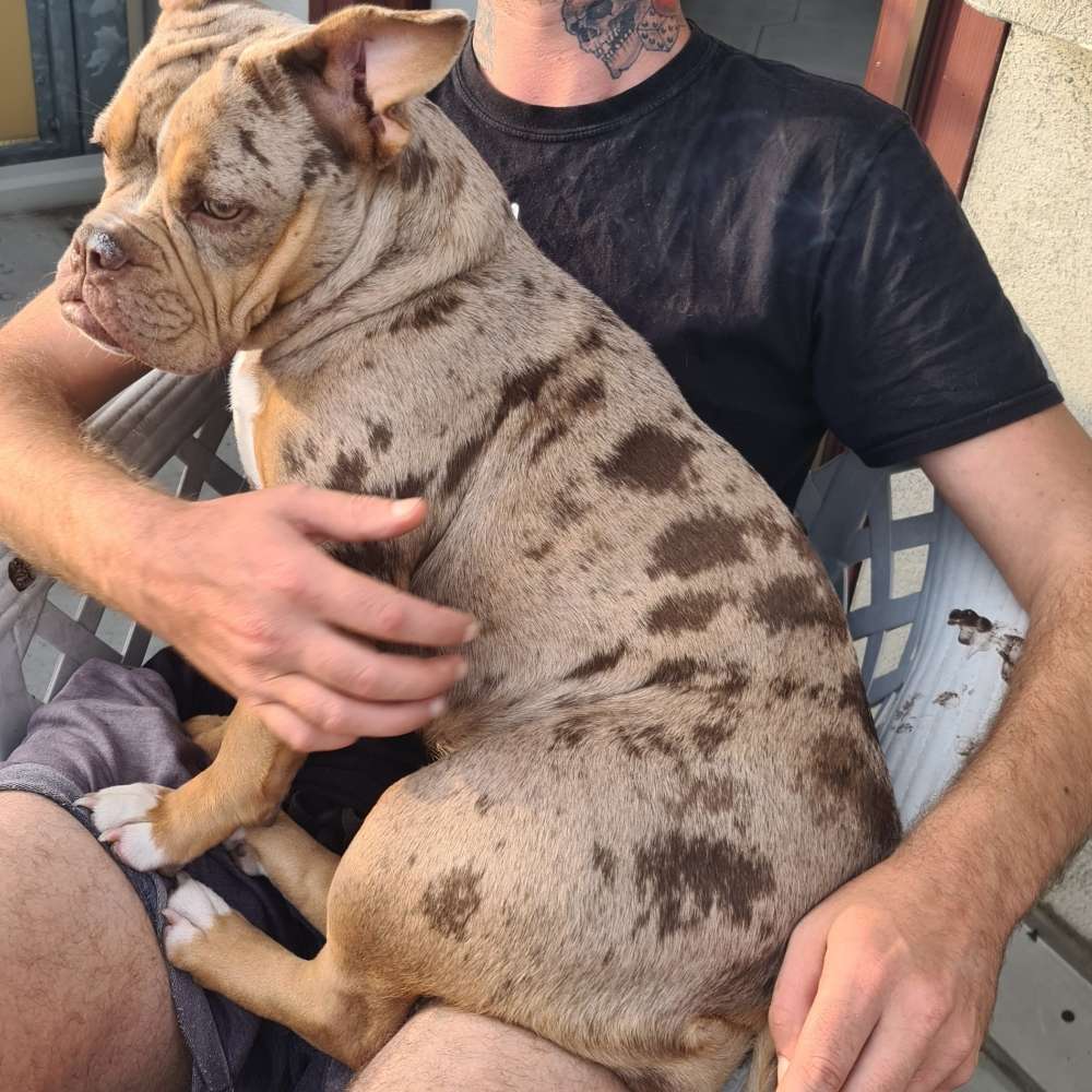 Hundetreffen-Ein schönes Treffen in Chemnitz 🙂-Profilbild