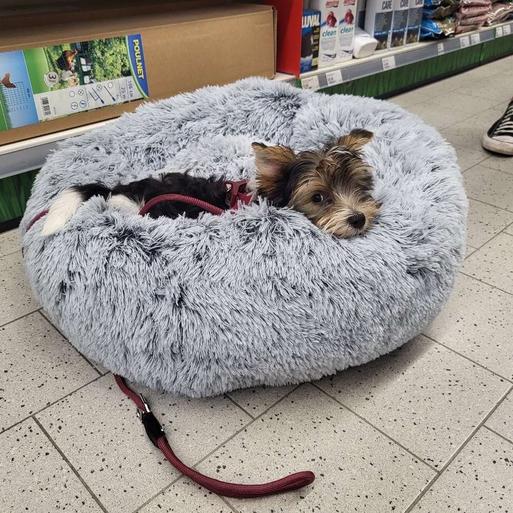 Hundetreffen-Welpentreff Wiesbaden Dotzheim-Profilbild